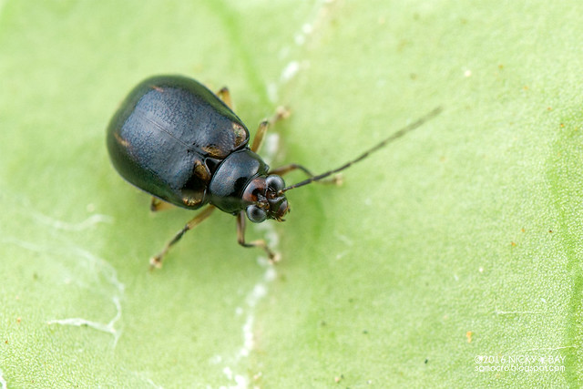 Leaf beetle? (Chrysomelidae?) - DSC_7632