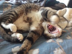 Amelia #cat yawning