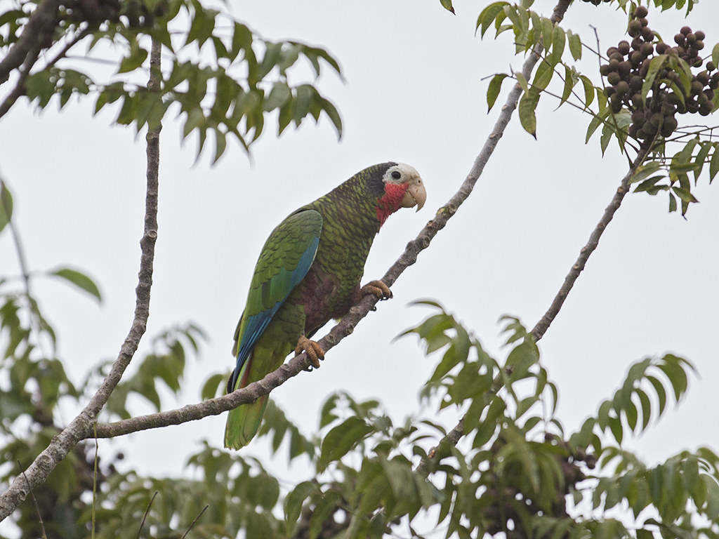 Cuban Parrot      endemic to Cuba