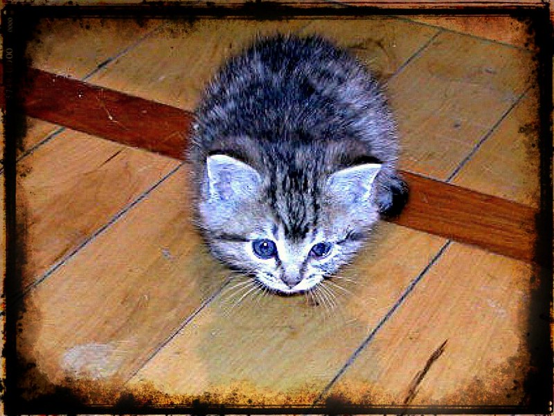 Cute Kitten Rustic Framed 003