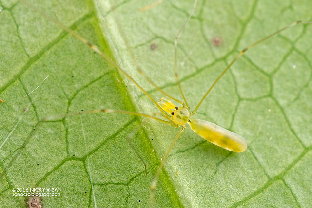 Daddy-long-legs spider (Pholcidae) - DSC_6108