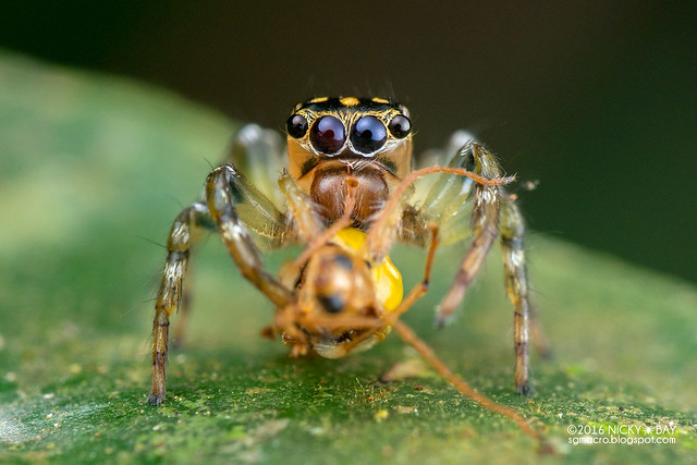 Jumping spider (Colyttus sp.) - DSC_6241