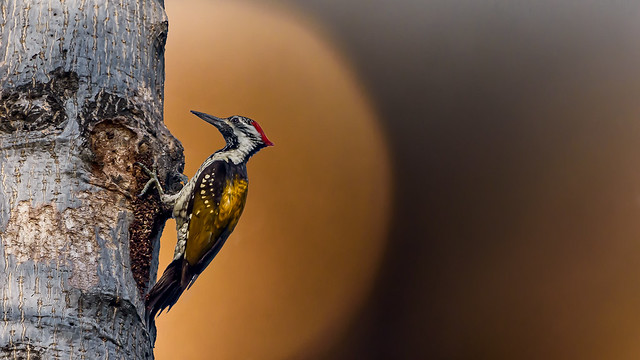 The woodpecker pose! - "Explored"