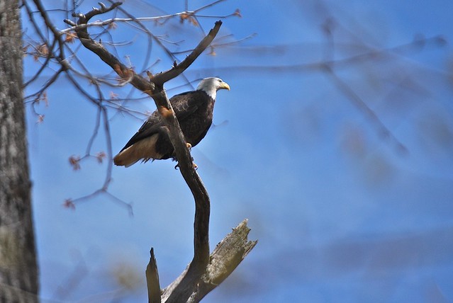 Adult bald eagle at Smith Mountain Lake State Park, Virginia