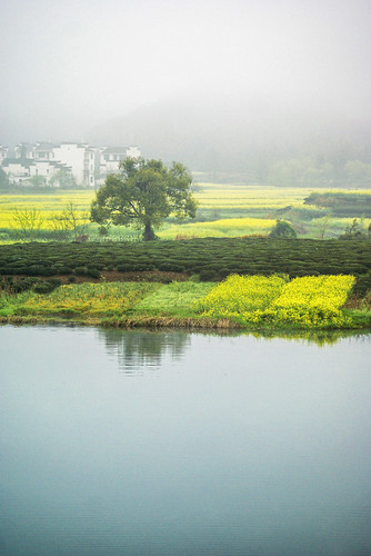 china travel mist flower tree history water field fog rural river photography countryside spring ancient asia photographer sony culture roadtrip 中国 tradition cultural wuyuan jiangxi 江西 婺源