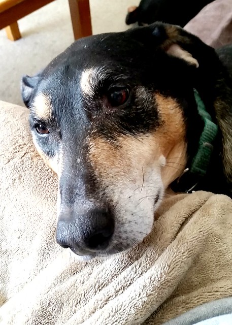 senior coonhound mix cuddly dog snuggling #adoptdontshop #LapdogCreations ©LapdogCreations