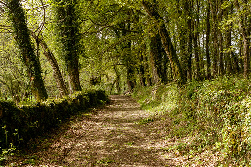 españa naturaleza travelling nature forest spain path viajando galicia trail backpacking bosque lugo sendero senda caminodesantiago caminando caminoprimitivo thewayofsaintjames