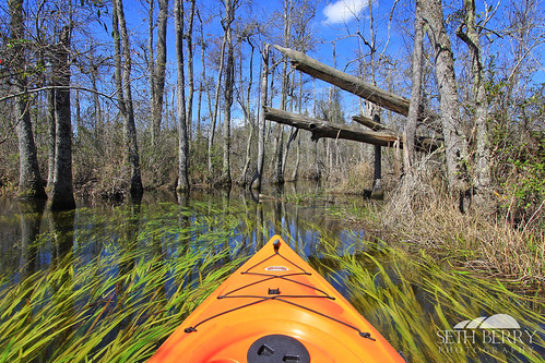 statepark trees lake green sc grass pond camden southcarolina adventure kayaking paddling goodale goodalestatepark sethberryphotography