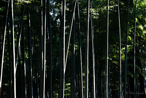 japan bamboo 日本 mito ibaraki 竹 kairakuen 水戸 偕楽園 竹林 茨城
