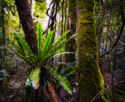 forest landscape rainforest nikond800 gondwanarainforestofaustralia lamingtonnatiionalpark