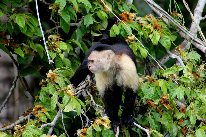 Gamboa Rainforest Resort Capuchinos