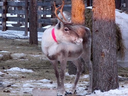 winter food cold finland reindeer eating lapland
