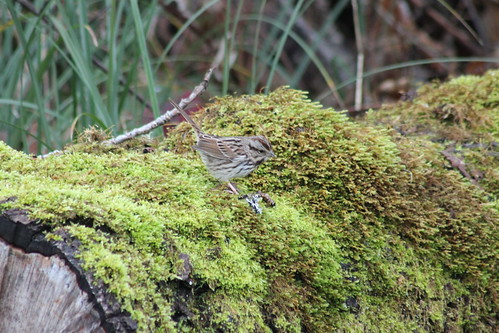 bird sparrow songbird songsparrow melospizamelodia birdsofwashington washingtonbirds