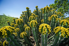 Cactus in Botanical garden