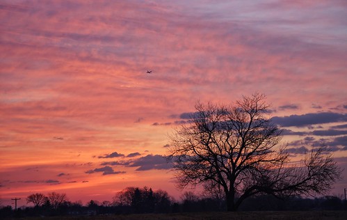 morning tree plane sunrise dawn