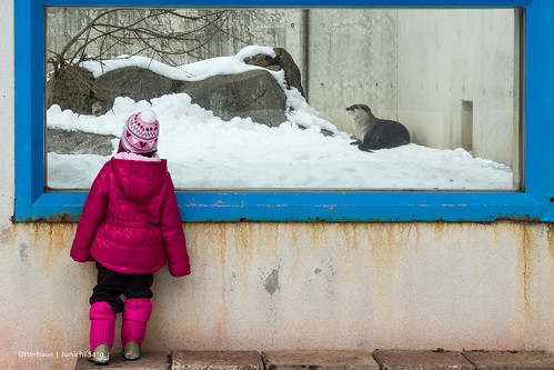 snow japan zoo otter naro