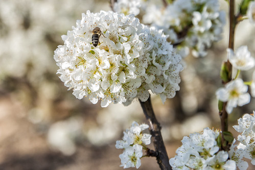 flor bee polen abeja polinización floración valdelacalzada vegasbajas valdelacalzadaenflor vegasbajasdelguadiana