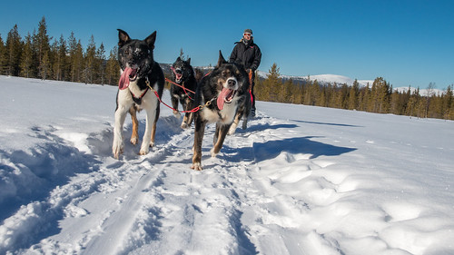 winter dog snow cold ice dogs canon eos frozen husky finnland lappland fi kittilä 70d pallashusky