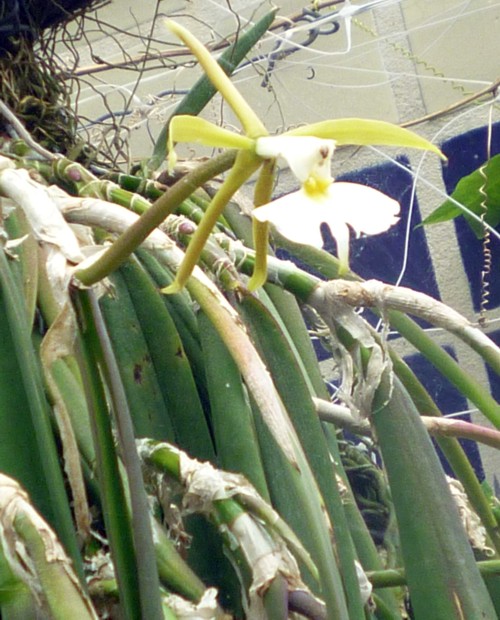 Epidendrum parkinsonianum 26118283841_1f65c4f979_o