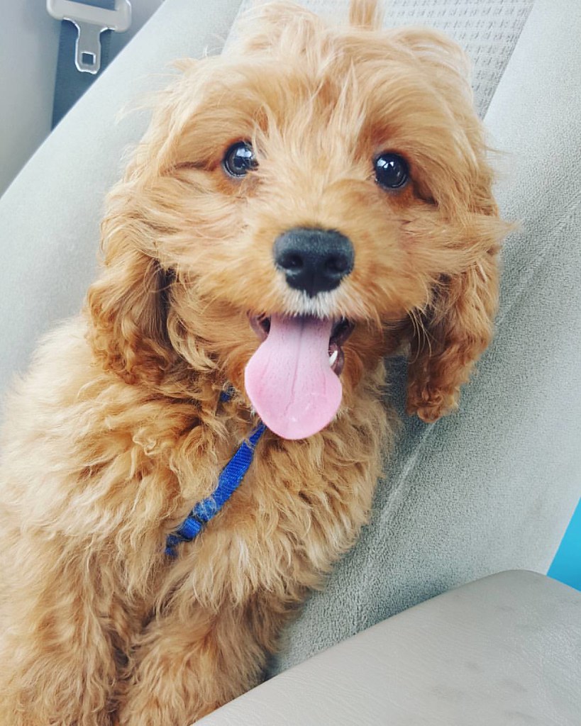 Ahhh, I'm dogsitting @heisybarbara's perfect little happy puppy!!😍🐶❤😍 Max is not happy about it though. Lol. #dog #puppy #cockapoo #heartmelting #sofreakingcute #icant