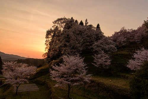 sunset japan cherry temple 桜 寺院 夕景 奈良県 宇陀市 仏隆寺 千年桜