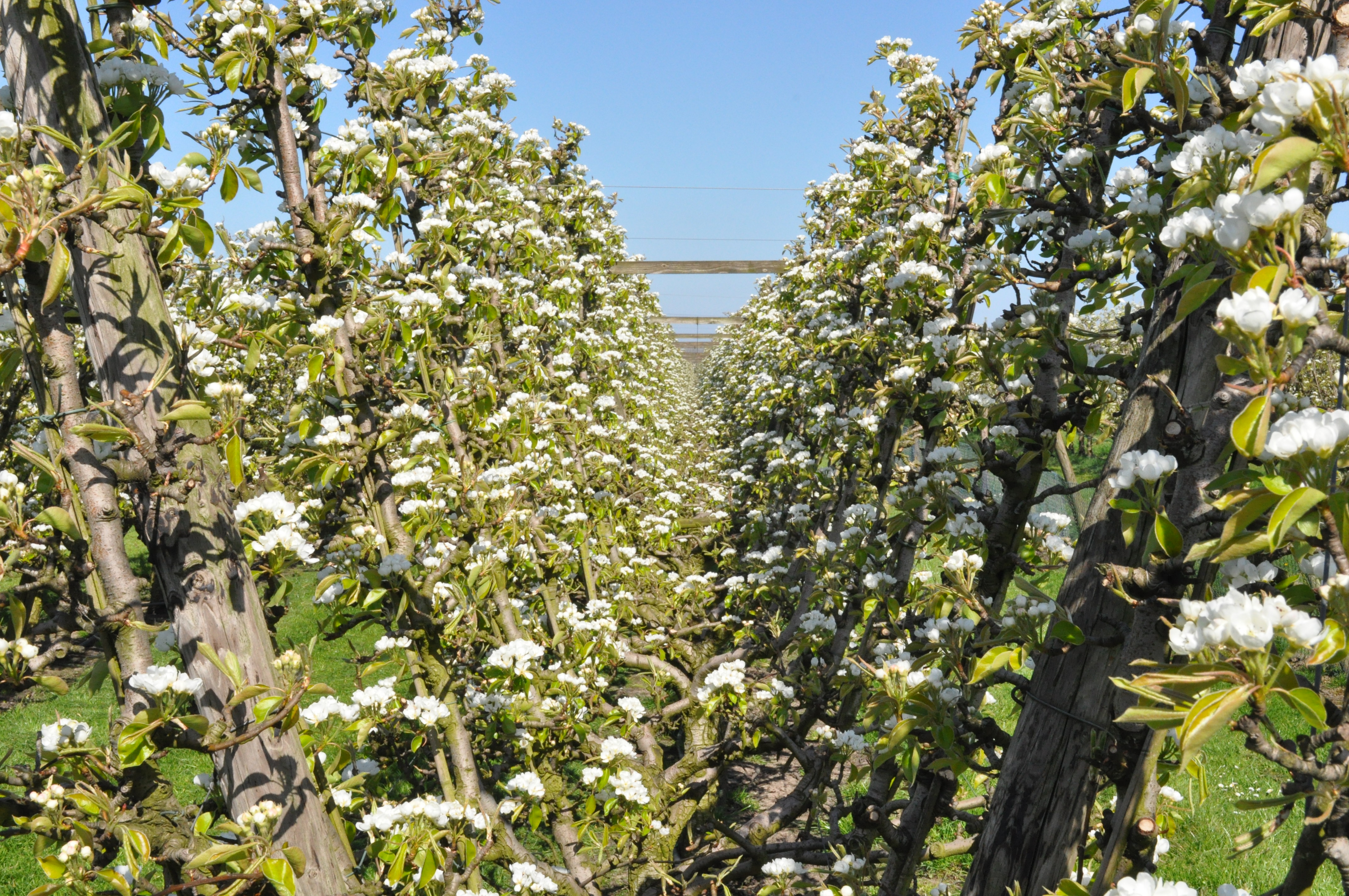 Pear farming in the Belgian polders. 