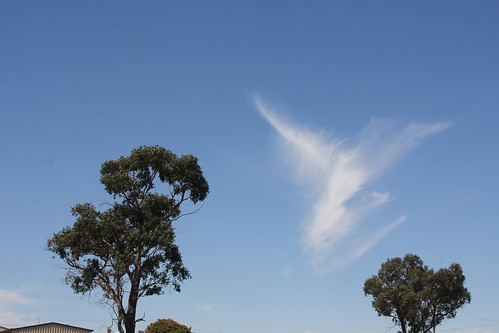 IMG 1044 Bird Cloud
