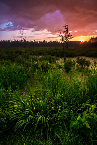 sunset landscape colorful swamp