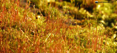plants germany deutschland moss long village saxony pflanzen sachsen network pure moos crimmitschau geflecht langenreinsdorf