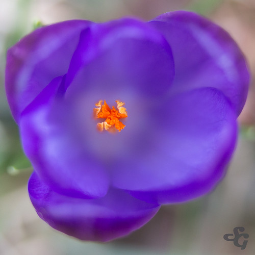 fleur crocus flore macrophotographie etiquettesdemotsclésimportées