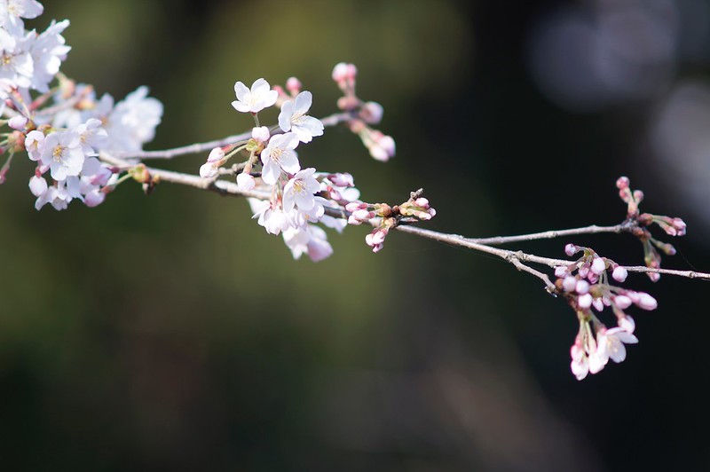 Cherry Blossoms x Sonnar 180mm F2.8