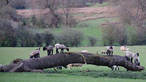 169 landscape nickfewings grass young fallen tree trunk cotswolds field spring lambs lamb 2016