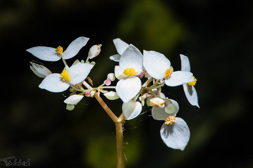 white flower pa santaclara panama chiriquí fincahartmann