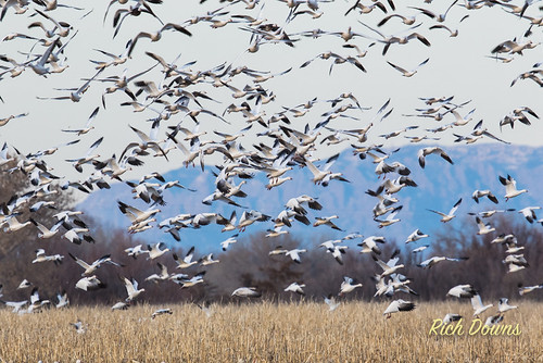 snow newmexico us geese unitedstates management bosque area mass waterfowl bernardo audubon