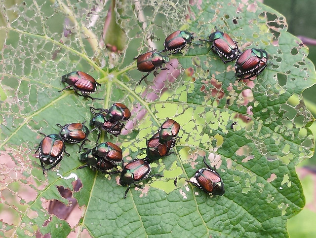 16 shiny black-and-green beetles, some mating, on a holey grapevine wreath