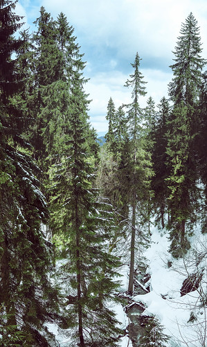 trees winter sky panorama white snow cold green tourism nature vertical pine clouds forest vintage river landscape flow woods stream oldstyle outdoor hiking snowy top ukraine pines adventures activity carpathians slope
