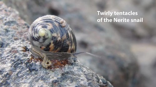 Nerite snails can really twirl their tentacles