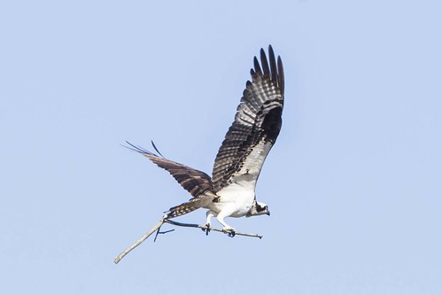liberty flight indiana osprey pandionhaliaetus unioncounty