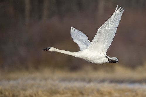 birds swan britishcolumbia riversidepark roost trumpeter trumpeterswan vanderhoof nechako cygnusbuccinator jeffdyck nechakoriver