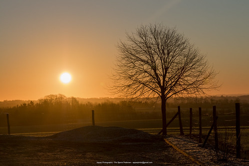 denmark jylland plants ry solen solopgang sun sunrise tree trees træer farm farmliving appazphotography