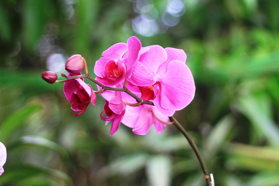  Gambar Bunga Anggrek Pink  Yang Cantik Kebun Bunga  Anggrek 
