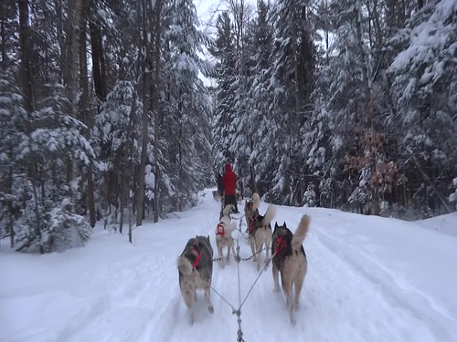 winter dog snow dogs hiver nieve sledding invierno shoeing frio snowmobile niege froide