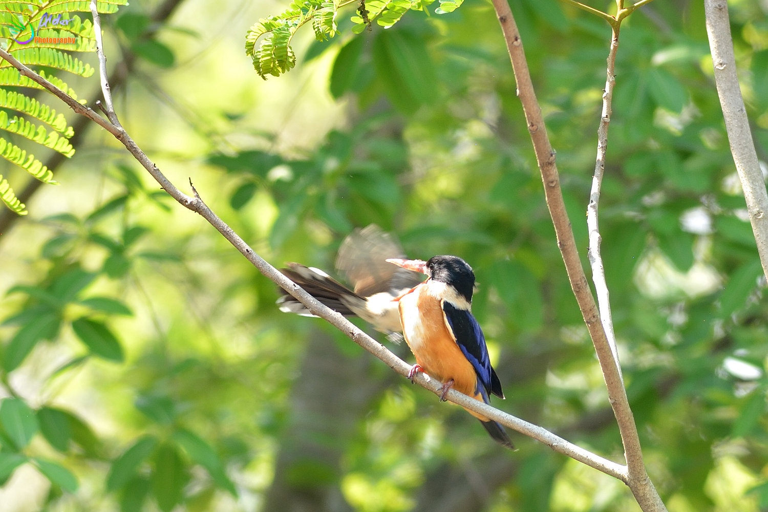 Black-capped_Kingfisher_9665