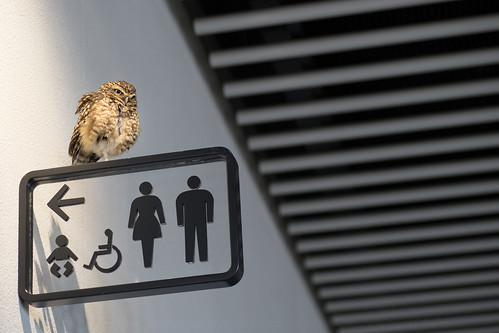 mascot owl