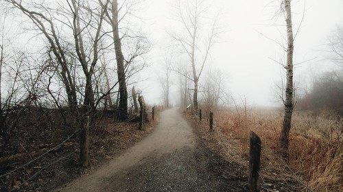 mist fog forest path foggy lgg5