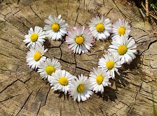 daisy heart by pixabay