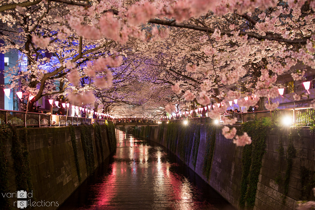 Sakura at night
