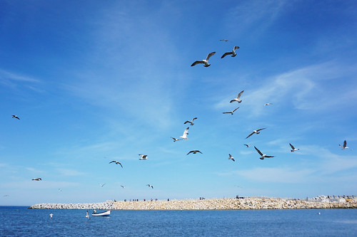 blue seagulls seascape water romania blacksea constanta mareaneagra