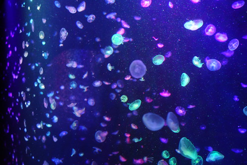 zeiss t aquarium jellyfish sony cybershot carl kamo yamagata variosonnar f1849 dscrx100 104371mm