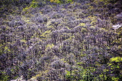 wood tree yellow japan landscape purple aerial jp nakasendo naganoken kisogun